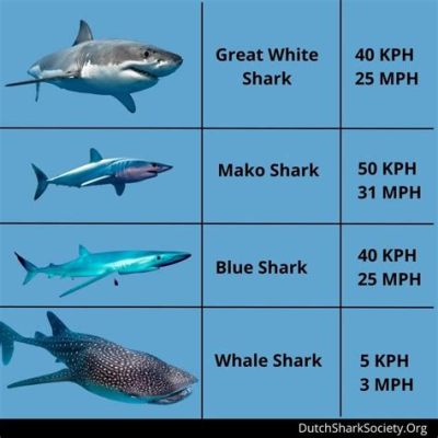 how fast does a shark swim and what influences their incredible speed in the ocean?